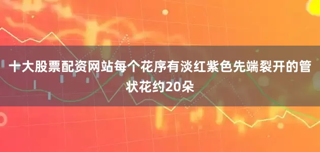 十大股票配资网站每个花序有淡红紫色先端裂开的管状花约20朵